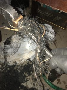 This picture shows what it looks like then a plumber uses a drain machine to remove roots from a sewer line.