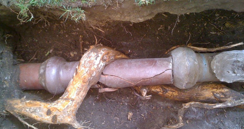 sewer repair tree roots
