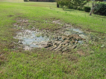 septic system problems - wastewater soaked lawn