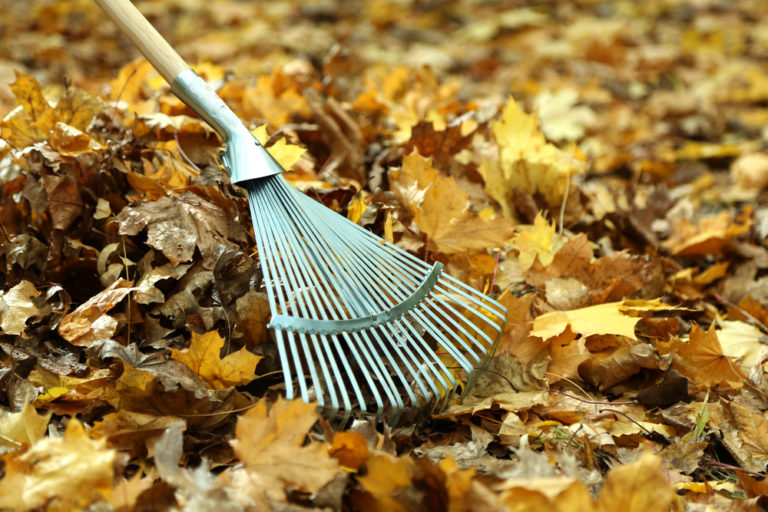 Leaves in Drains (How to Get Them Out and Keep Them Out!)