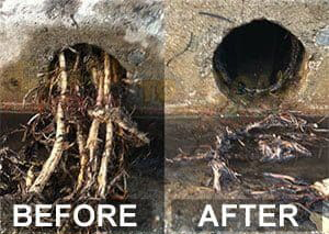 roots in sewer before and after jetter