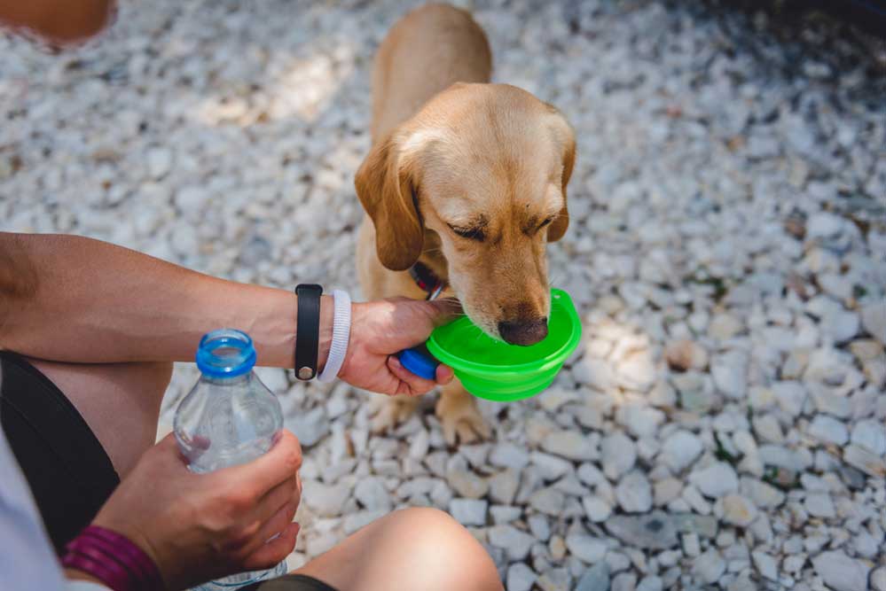 During a boil water advisory, make sure you replace your dog or cat's water bowl with boiled or bottled water. 