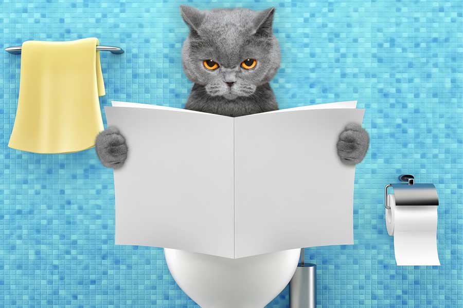 Can You Flush Cat Litter Down The Toilet? 1TomPlumber