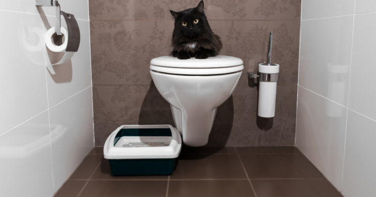 Can You Flush Cat Litter Down The Toilet?