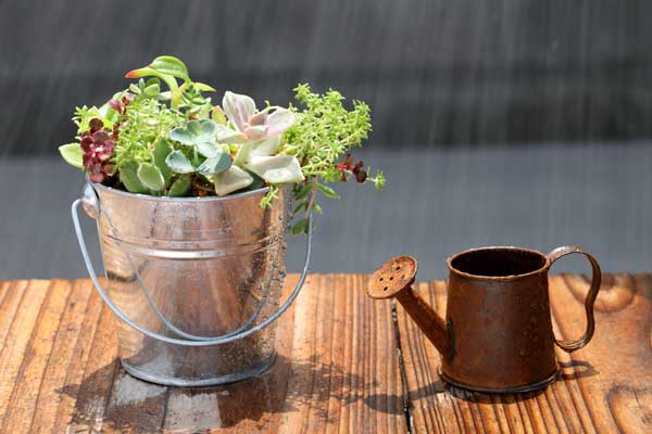 ways to save water outside - potted plant in metal bucket with water can