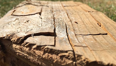 dry rot wood