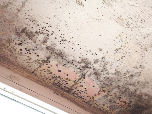 Here is black mold that is overtaking a ceiling. 