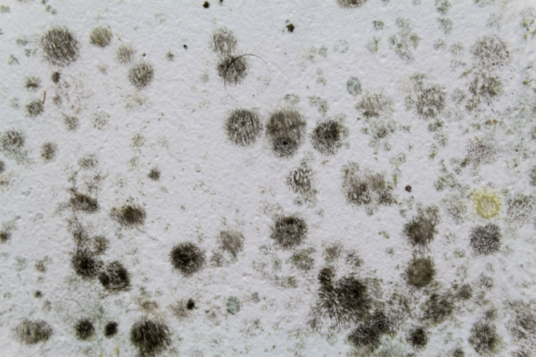 How Does Black Mold Affect Your Baby?