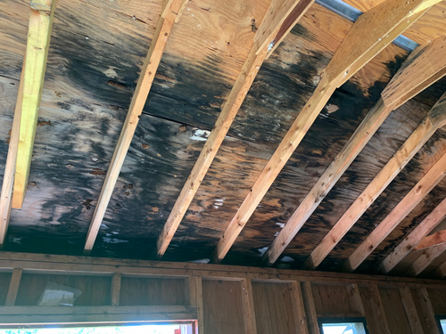 Black mold can hidden anywhere in your home. Here it is covering a roof.