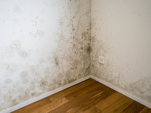 Water damage can be found where you see mold in your home.
