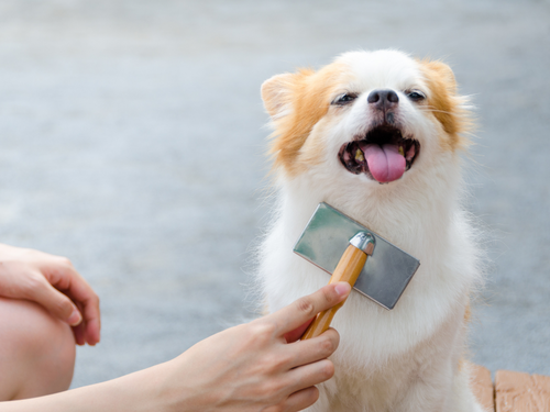 Brushing your dog thoroughly before a bath can reduce the amount of hair that will have the chance to go down the drain. 