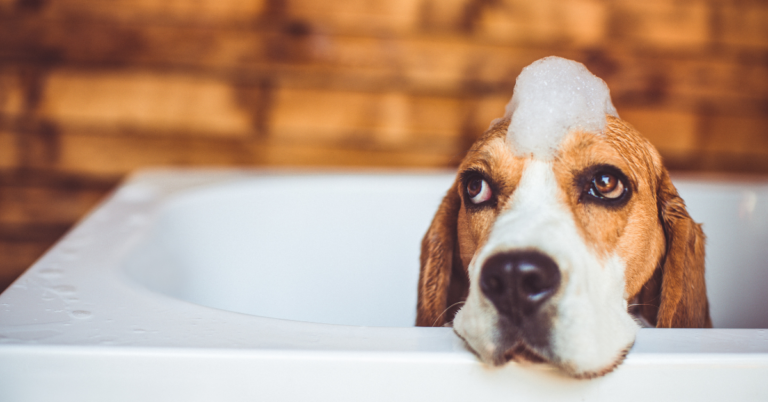 How to Give Your Dog a Bath Without Clogging the Drain