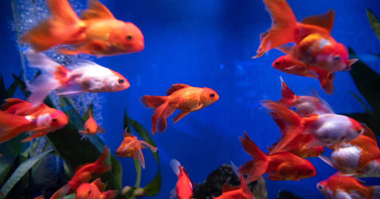 Should You Flush Your Fish Down the Toilet?