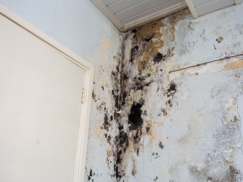 mold from water damage