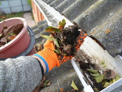 plants when not cleaning your gutters