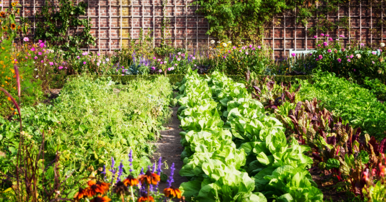Tips to Create a Water-Wise Garden